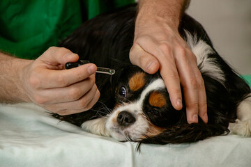 Close-up of a Cavalier King Charles Spaniel's head while a male veterinarian gently applies eye drops. The image captures pet healthcare, veterinary care, and trust between animal and professional.