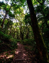 Lush forest path winding through trees