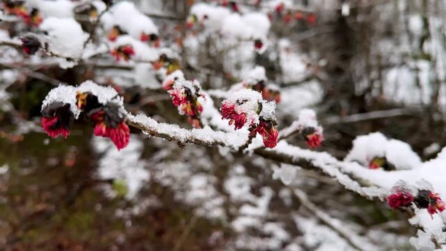 Slow motion wonderful panoramic view of red blossom Parrotia persica tree in winter snowfall frozen tree branch Hyrcanian forest mountain landscape Iran nature spring freshness growth outdoors beauty