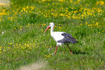 Storch auf einer Wiese an der Barthe.