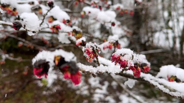 Snowfall covered red ruby tree blossom amazing jewel plant in icy frozen tree branch nature forest Parrotia persica Hyrcanian mountain highland Iran Asia spring season colorful growth outdoors beauty