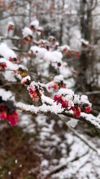parrotia persica blossom in Winter old tree full of flower in snow frozen red bright blooming in Iran Gilan hyrcanian forest amazing nature and scenic landscape outdoor branch in cold frost wonderful.