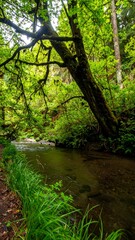 Obraz premium Lush forest stream (1)