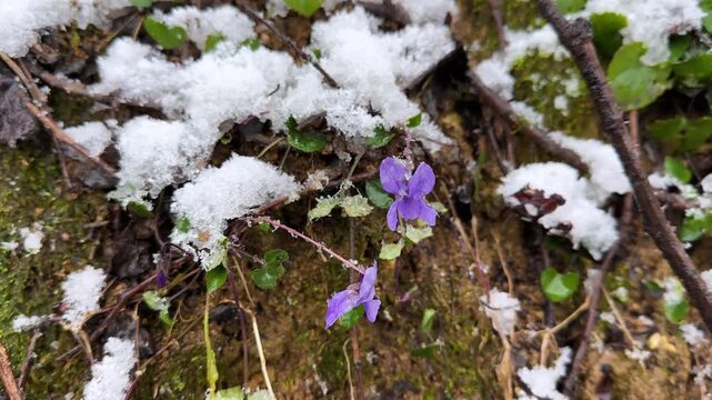 Wonderful flower blossom wild woods violet cyclamen bloom mountain forest Hyrcanian Iran snowfall scenic landscape winter spring vivid nature greenery outdoors tranquility wild woods beauty freshness