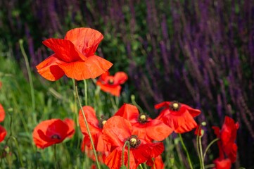 Vibrant red poppies flourishing in a field with a backdrop of purple flowers.