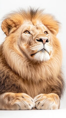Obraz premium Regal lion resting with majestic mane on white background in captivating wildlife portrait