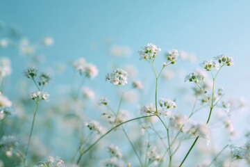 Obraz premium Delicate white flowers against a soft teal sky