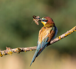European bee-eater, merops apiaster. A bird sits on a branch, holding its prey in its beak