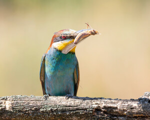 European bee-eater, merops apiaster. A bird caught a Migratory locust, sitting on a branch
