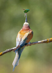 European bee-eater The bird tosses the beetle Flower chafers with its beak to make it easier to grab