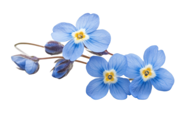 Blue forget or myosotis flower isolated on white background, png