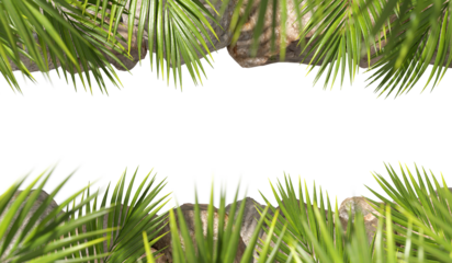 Aerial view jungle palm leafs with rocks environmental isolate on transparent backgrounds 3d illustrations png
