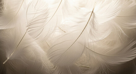 Plumas blancas suaves