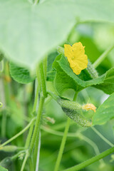 Fresh green cucumbers growing on vine with yellow flowers in garden