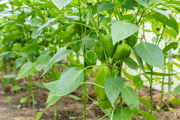 Green bell peppers growing on plants in greenhouse with mulched soil beds