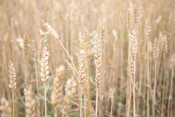 Golden wheat ears close up in agricultural field during harvest season