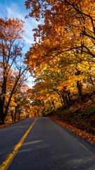 Obraz premium Autumn road through colorful trees (2)