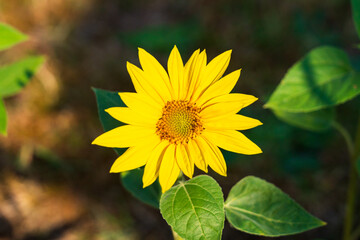 Dwarf Woodland Sunflower in the sunshine, beautiful summer flowering plant in the garden