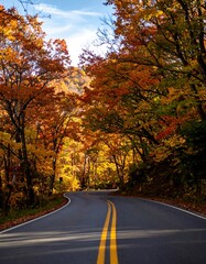 Obraz premium Autumn road through colorful woods