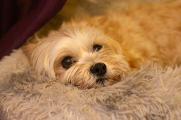 Adorable Havanese Dog Resting Comfortably on a Soft Blanket