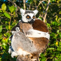 Fototapeta premium Mother lemur cuddling baby