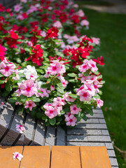 花壇に咲いたピンク色のニチニチソウ