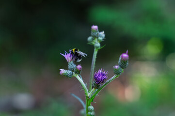 Bumblebee Pollinating a Purple Thistle Flower