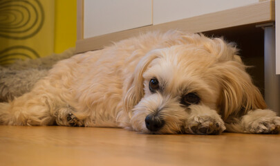 Cute Havanese Dog Resting on a Warm Wooden Floor Indoors