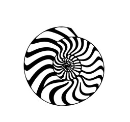 Hand-drawn nautilus shell illustration. Black ink drawing on white background - monochrome spiral, seashell, marine life, mollusk, nature, ocean, underwater, lines, curves, decorative element. Vector 