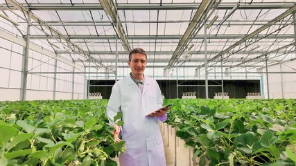 Scientist in lab coat stands among rows of strawberry plants in a greenhouse, explaining data from a tablet, highlighting smart agriculture, crop monitoring, and advanced farming practices. - Powered by Adobe