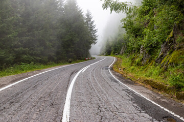 curvy road in pine forest in the fog