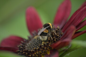 Bumblebee on red sunflower 