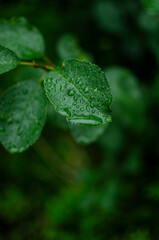 green leaf with water drops