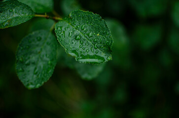 green leaf with water drops