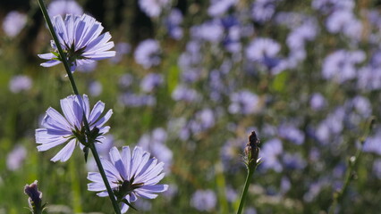 blue flowers on a meadow
