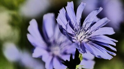 blue flowers in the garden