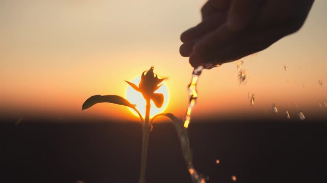 Human and nature, closeup of palms and young green plant in farmland, watering. Unknown person pouring water from hands on growing flower in agricultural field, eco-friendly farming and gardening,