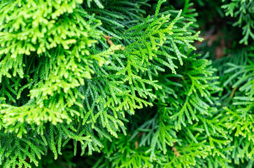 Close-up of Thuja evergreen foliage with vibrant green color and fine texture