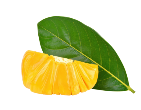Fresh ripe jackfruit section with bright yellow arils and a large green leaf.