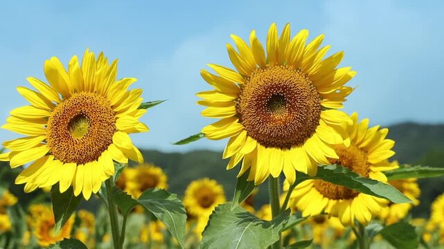 真夏の向日葵の花　二輪と空　アップ　ノーマルフィルタ