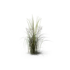 Tall Moor Grass Isolated on Transparent Background