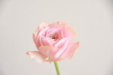 ラナンキュラス