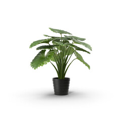 Tropical Potted Plant with Large Green Leaves Isolated on Transparent Background