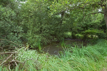 Mare, forêt domaniale de Sénart, 91, Essonne, France