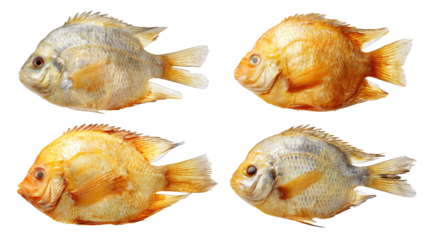 A mesmerizing school of silver fish swimming in group formation through the deep blue ocean, spectacle of marine life and aquatic patterns in their natural underwater world.