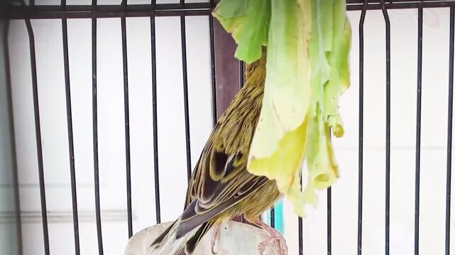 Canaries are often used as natural indicators of environmental quality. In the past, they were used by miners to detect the presence of dangerous gases in mines as an early warning.