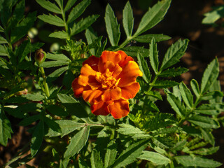 Bright Orange Marigold Flower in the Garden