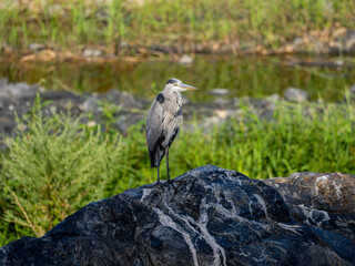 河川の岩に立つアオサギ