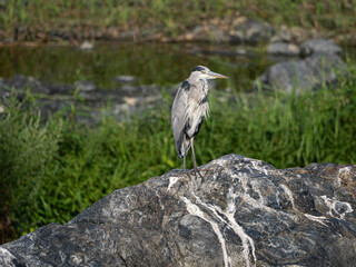 河川の岩に立つアオサギ