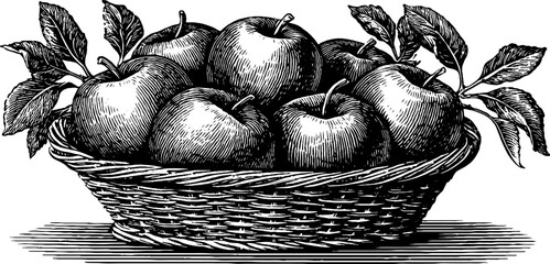 Vintage basket of apples engraving for harvest celebration design